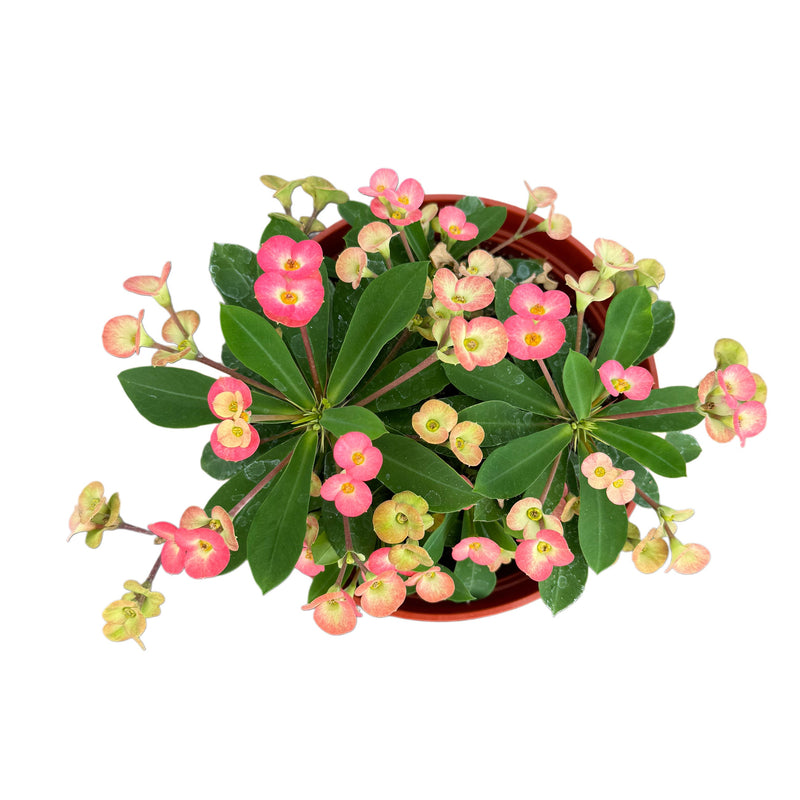 Euphorbia Milli | Crown of Thorns (Pink) - Lazy Gardens