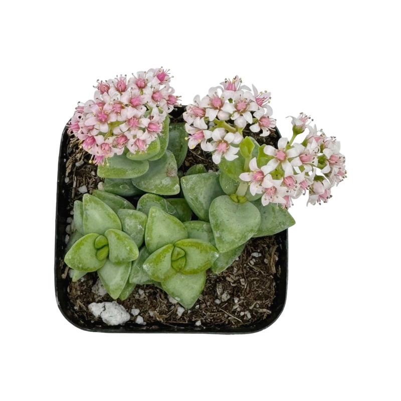rosary bead succulent Crassula Rupestris