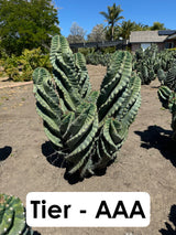 Cereus forbesii Spiralis Field Specimen | Extra Large Branching Spiral Cactus