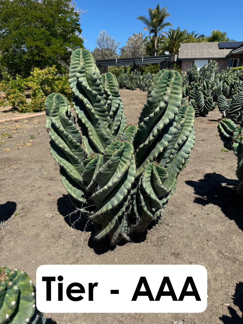 Cereus forbesii Spiralis Field Specimen | Extra Large Branching Spiral Cactus