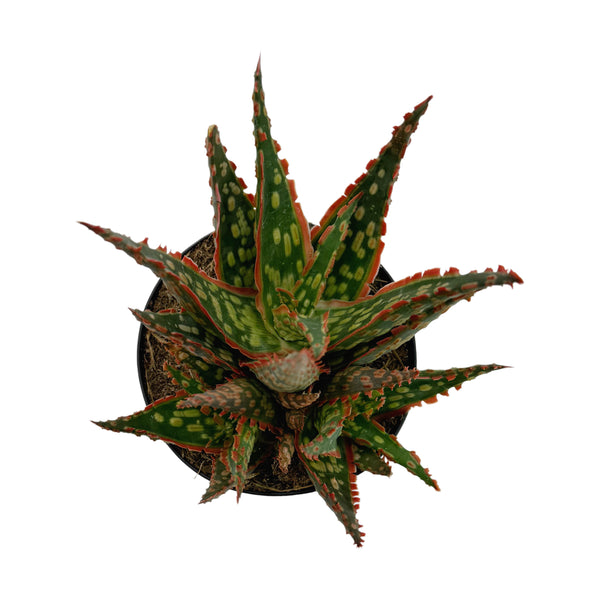 Aloe Krakatoa | Rare Aloe