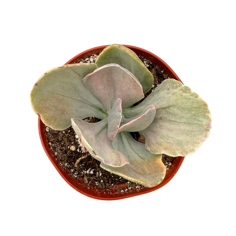 Echeveria Decora Variegata - Lazy Gardens