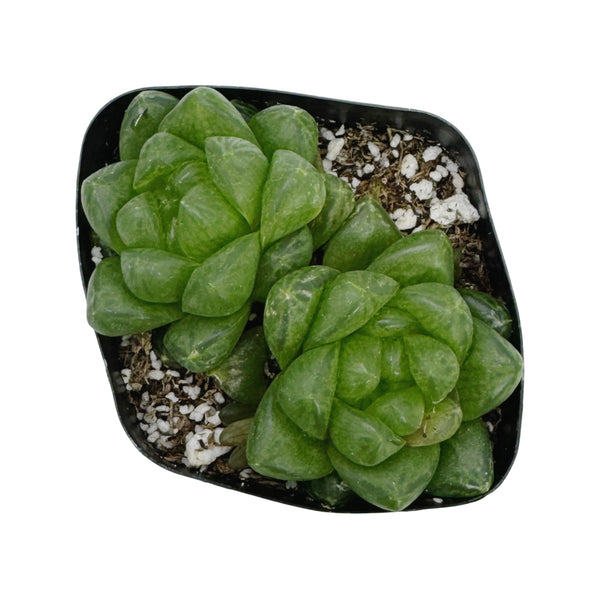 Haworthia cymbiformis | Windowed Boats - Lazy Gardens