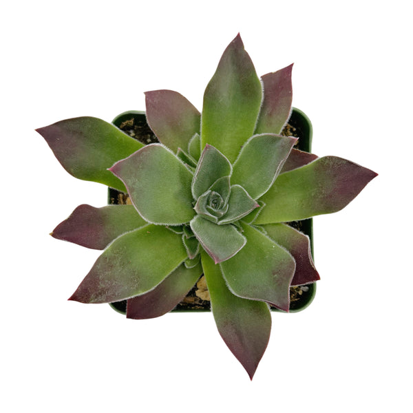 Sempervivum heuffelii ‘Purple Spring’