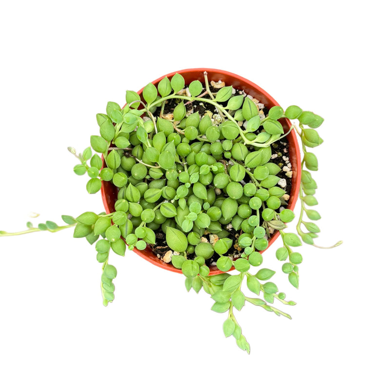 string of tears succulent Senecio Herreanus