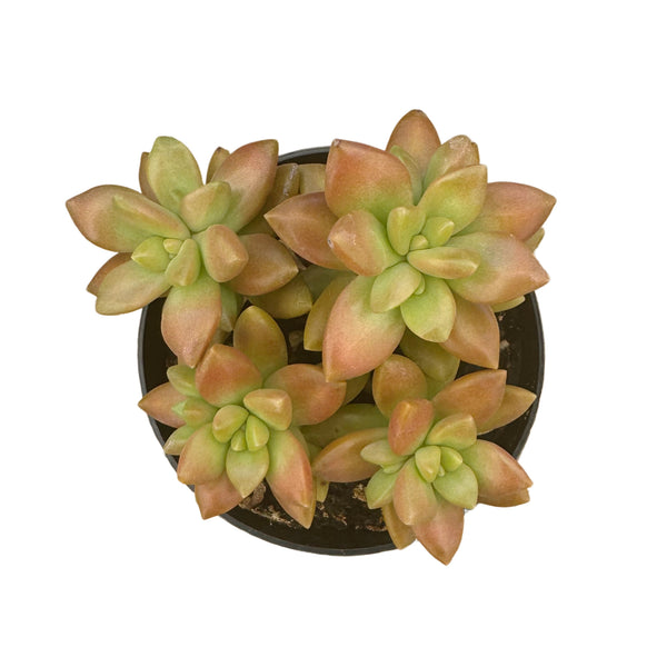 Sedum Adolphi | Gold Dust - Lazy Gardens
