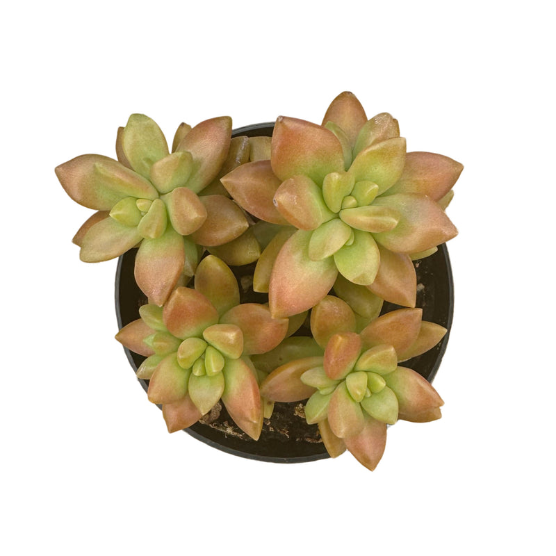 adolphi succulent Sedum Adolphi