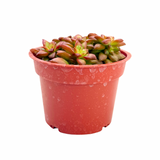 Sedum Adolphi | Shooting Stars