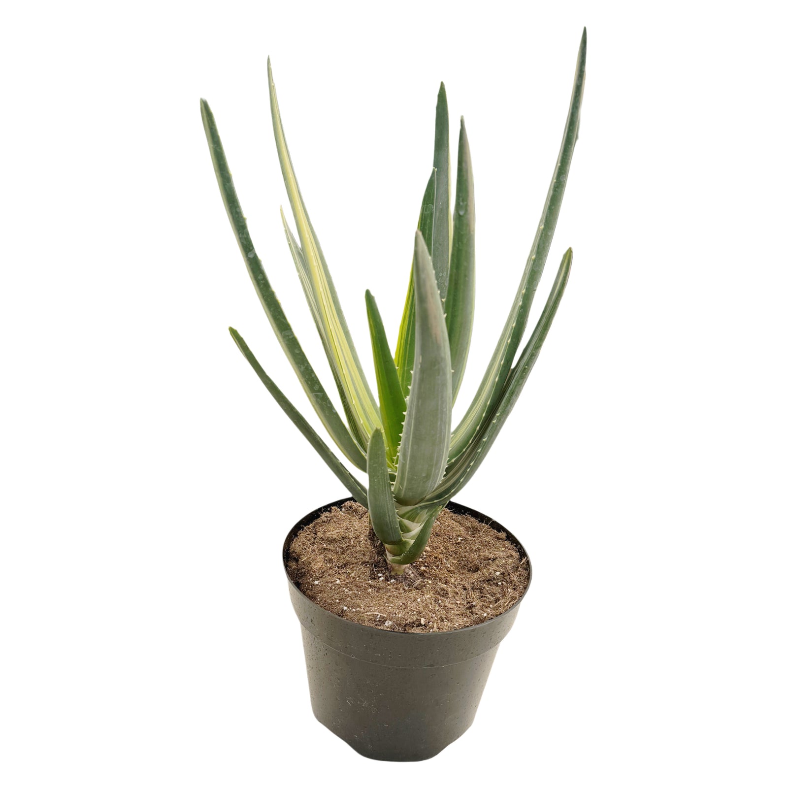 Aloe Hercules Variegated – Lazy Gardens