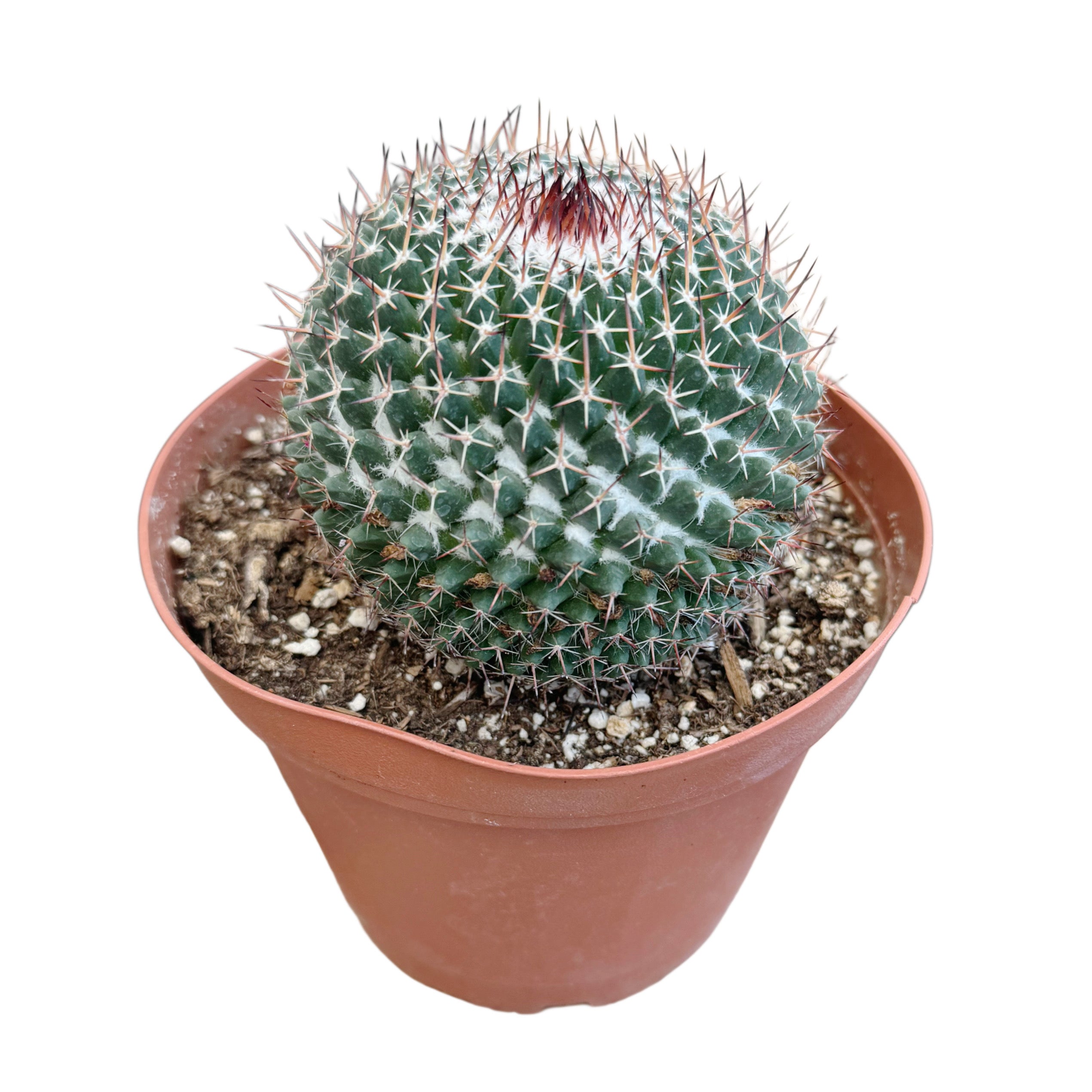 Mammillaria parkinsonii | Owl Eye Cactus  Lazy Gardens