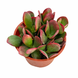 Crassula Ovata Hummels Sunset | Hummels Sunset Jade