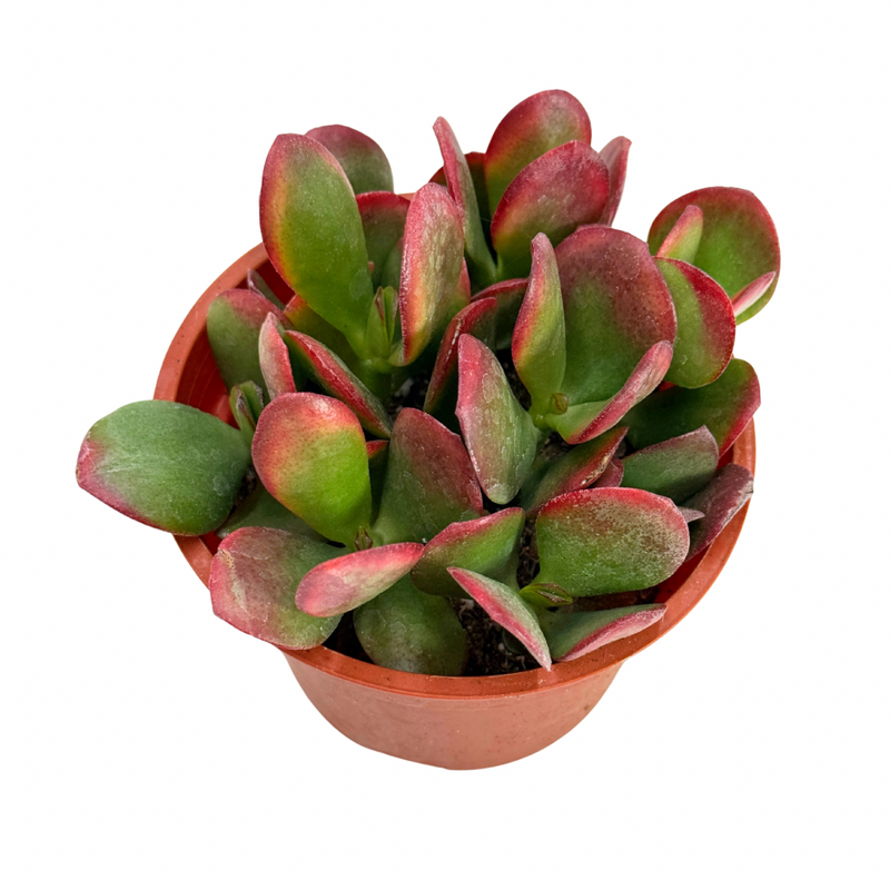 hummel's sunset succulent Crassula Ovata Hummels Sunset