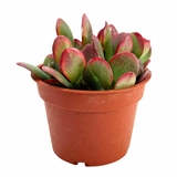 Crassula Ovata Hummels Sunset | Hummels Sunset Jade