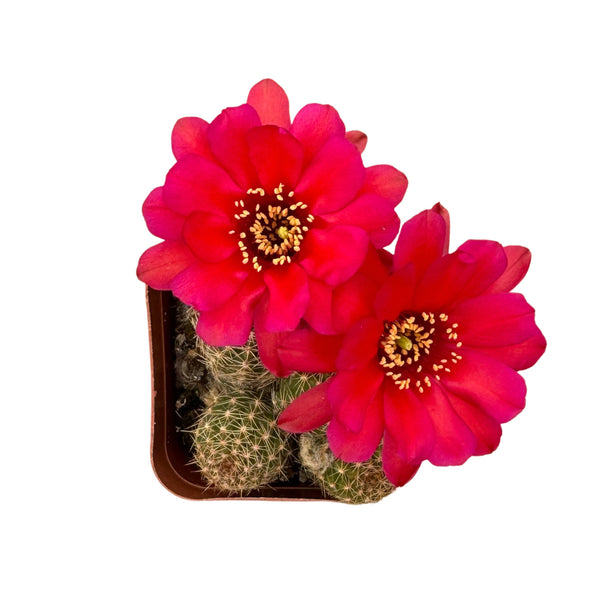 Echinopsis chamaecereus | Peanut Cactus - Lazy Gardens