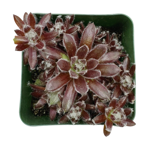 Sempervivum Explosion
