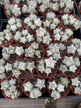 Astrophytum myriostigma Cluster | Bishop's Cap Cactus Cluster