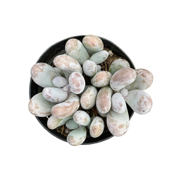 Sedum craigii - Lazy Gardens