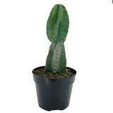 Cereus peruvianus Spiralis | Twist Cactus - Lazy Gardens