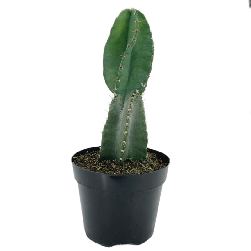 Cereus peruvianus Spiralis | Twist Cactus - Lazy Gardens