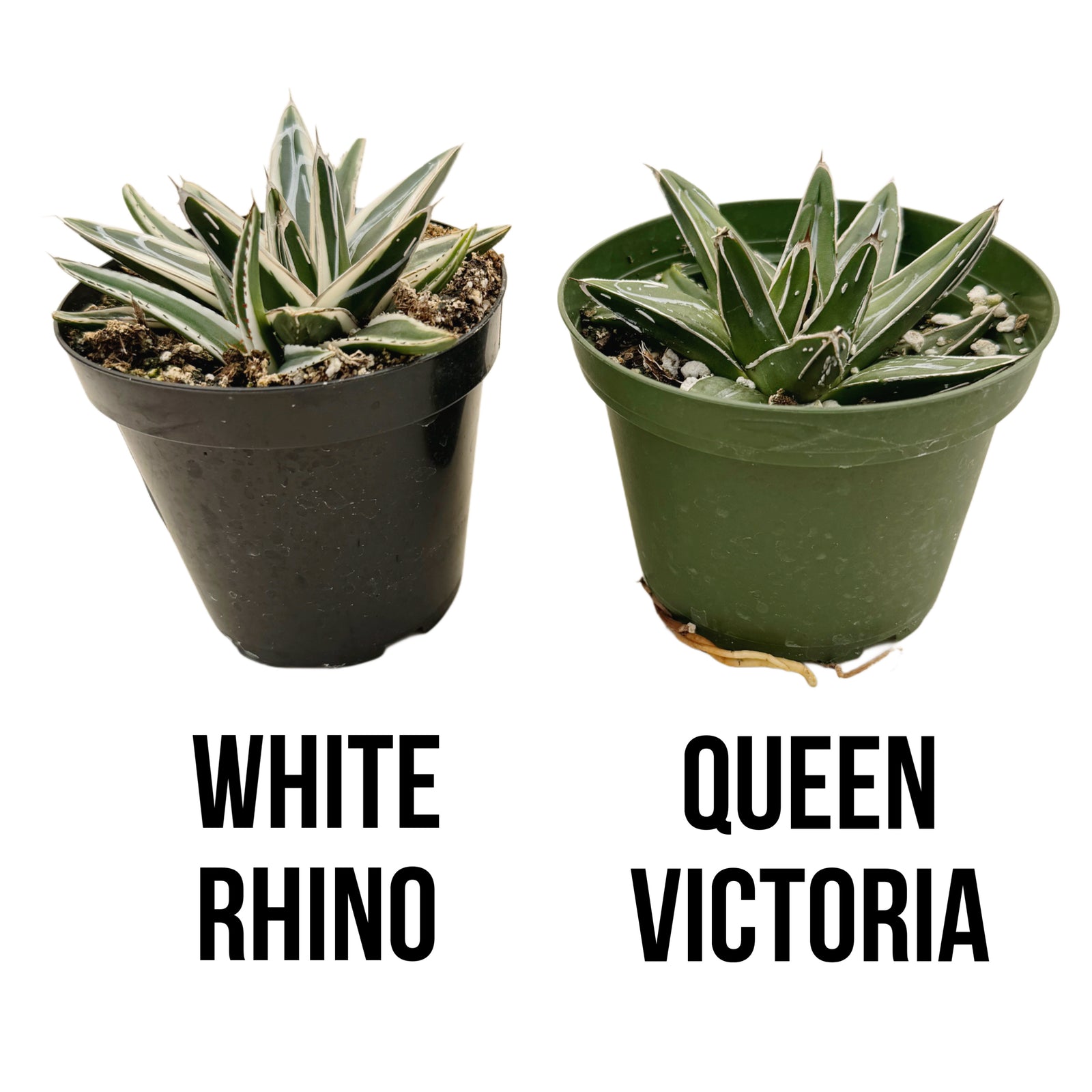 white rhino succulent Agave Victoriae Reginae 'White Rhino'