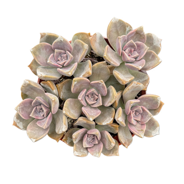 Graptopetalum paraguayense | Ghost Plant - Lazy Gardens