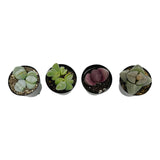 Assorted Split Rocks - Lazy Gardens