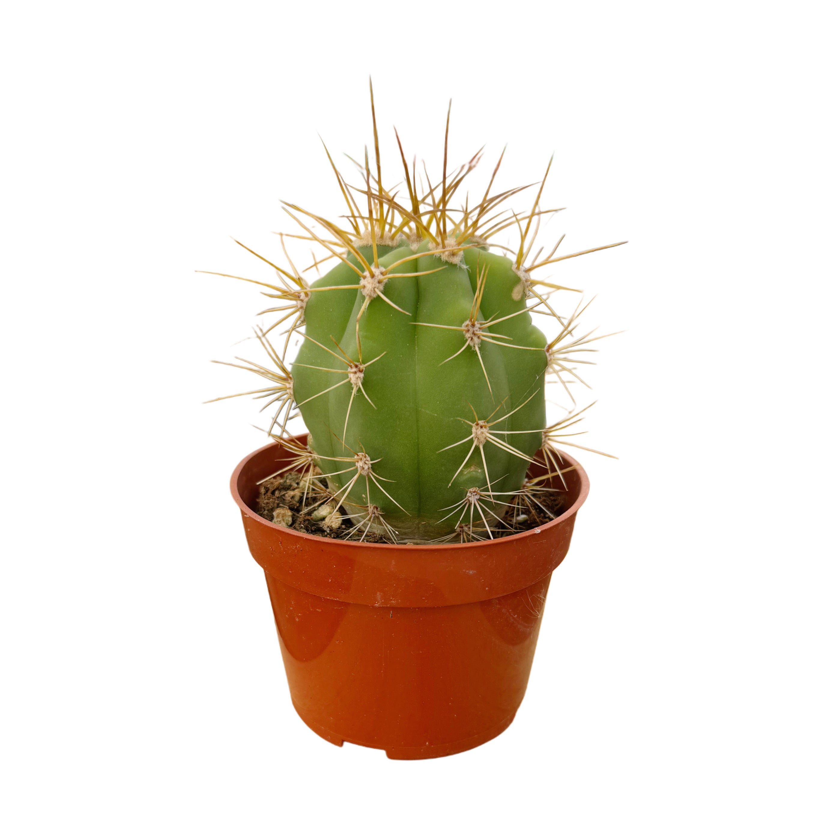 Trichocereus terscheckii