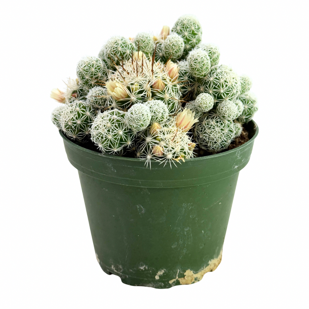 Mammillaria gracilis fragilis