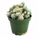 Mammillaria gracilis fragilis | Thimble Cactus
