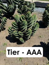 Cereus forbesii Spiralis Field Specimen | Extra Large Branching Spiral Cactus