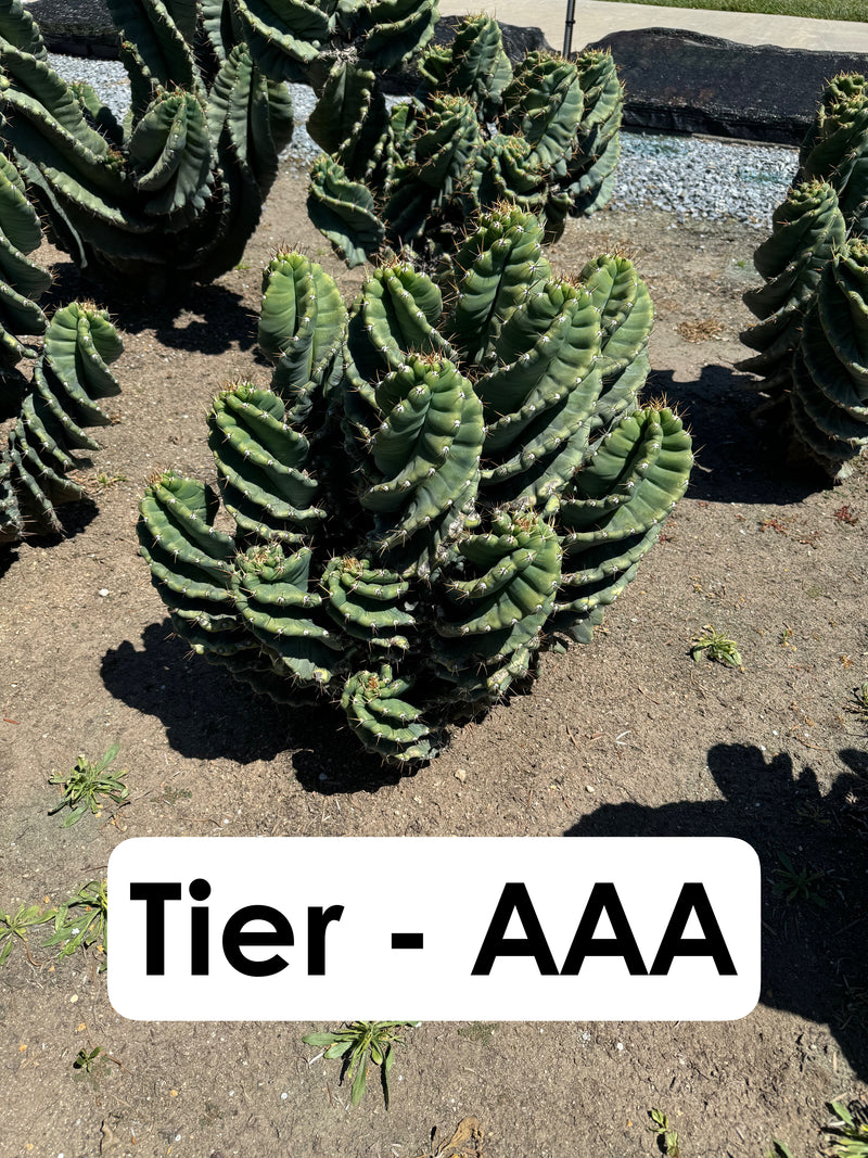Cereus forbesii Spiralis Field Specimen | Extra Large Branching Spiral Cactus