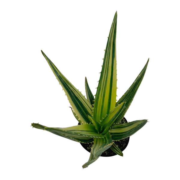 Aloe Hercules Variegated