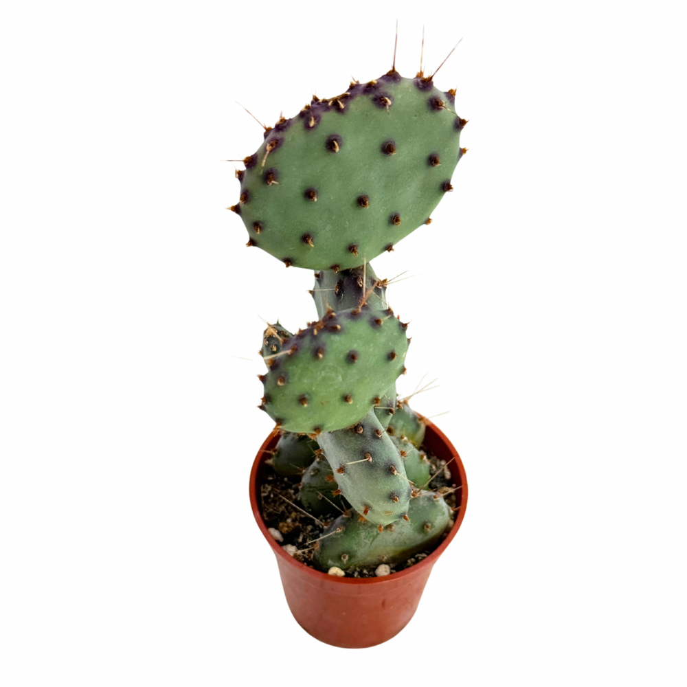Opuntia macrocentra