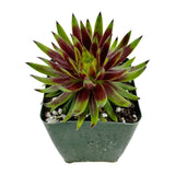 Sempervivum Blush