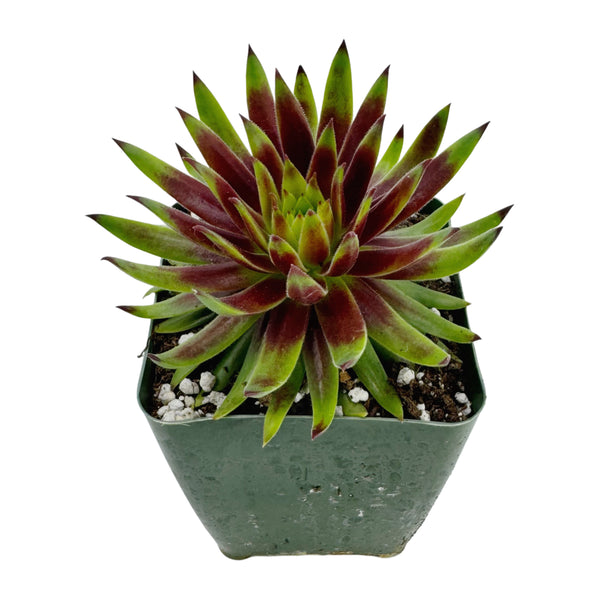 Sempervivum Blush