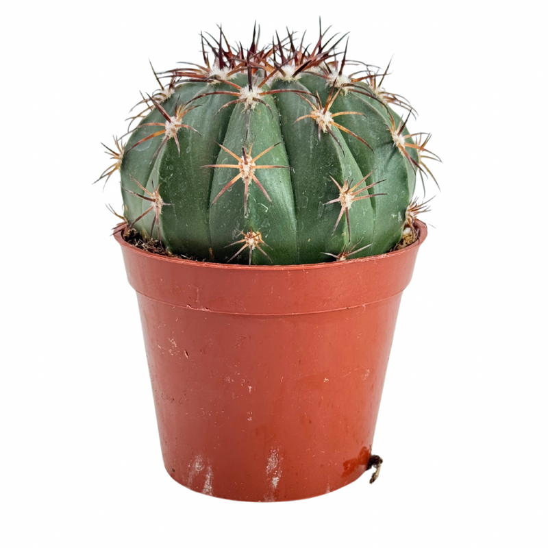 turk's cap cactus Melocactus maxonii