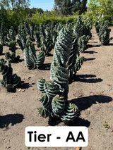 Cereus forbesii Spiralis Field Specimen | Extra Large Branching Spiral Cactus