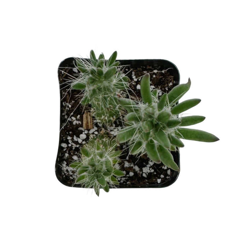 Austrocylindropuntia cylindrica | Cane Cactus - Lazy Gardens