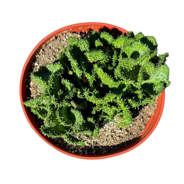 Euphorbia flanaganii cristata | Green Coral Crested - Lazy Gardens