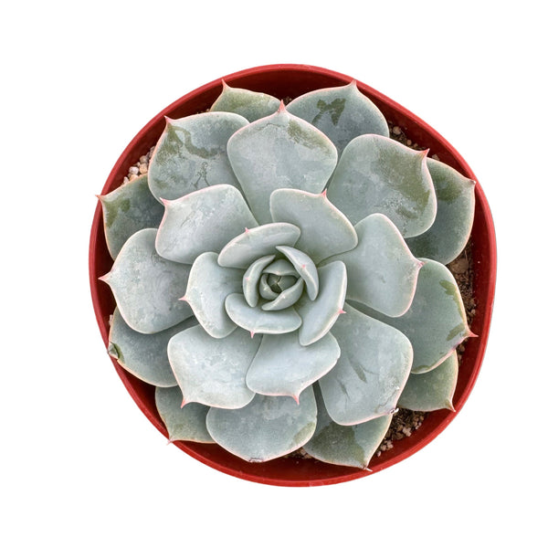 Echeveria Fleur Blanc - Lazy Gardens