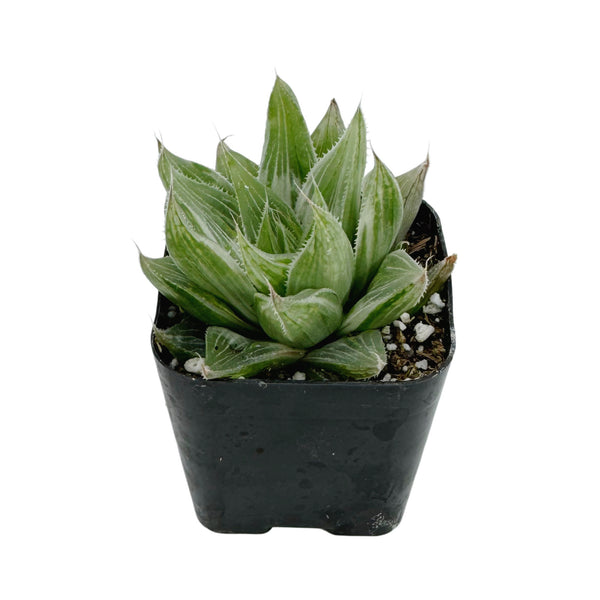 Haworthia retusa 'White Ghost' - Lazy Gardens