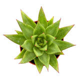 Echeveria Agavoides | Red Lipstick Plant - Lazy Gardens