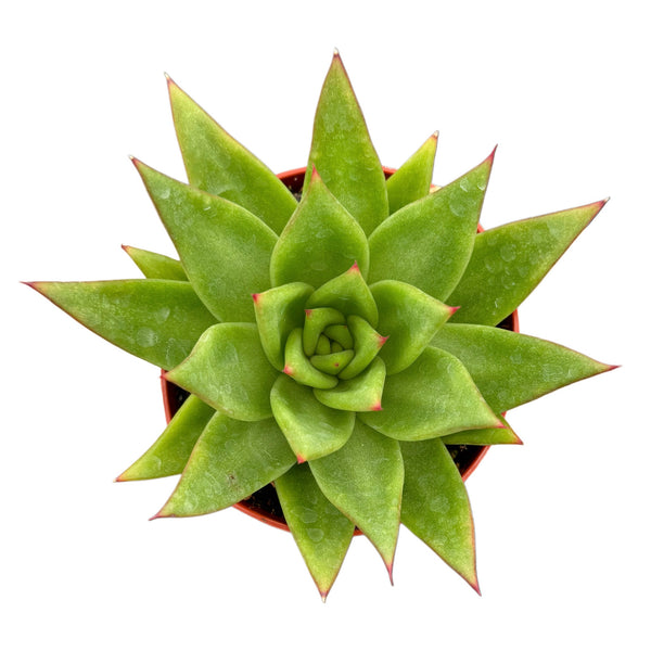 Echeveria Agavoides | Red Lipstick Plant - Lazy Gardens