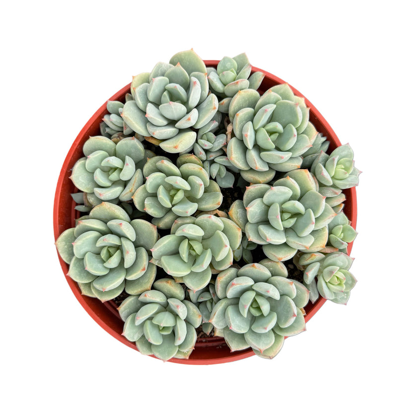 succulent moonglow Echeveria Moonglow – Lazy Gardens
