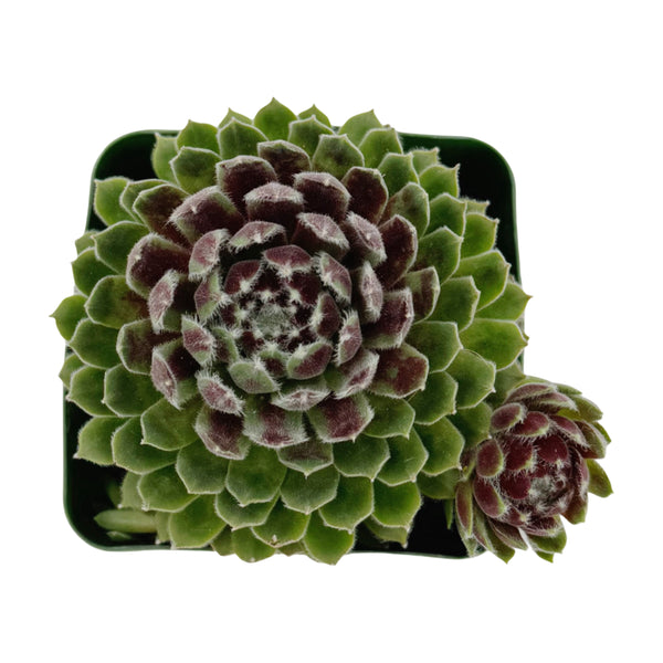 Sempervivum Hey Hey