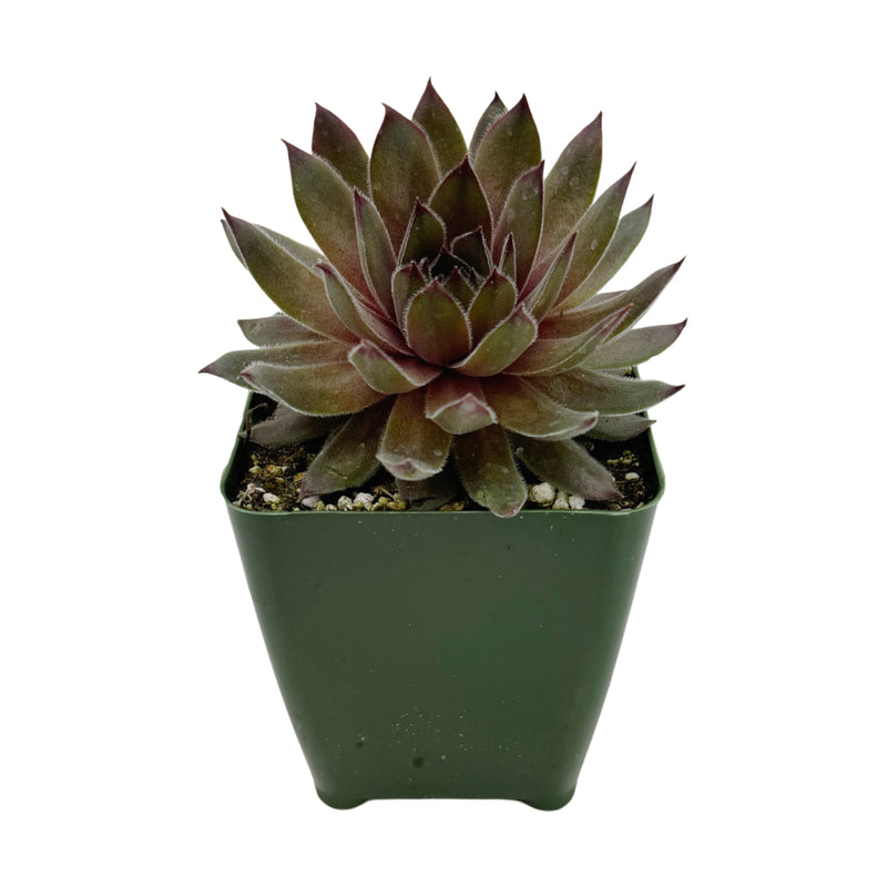 Sempervivum Ohio Burgandy