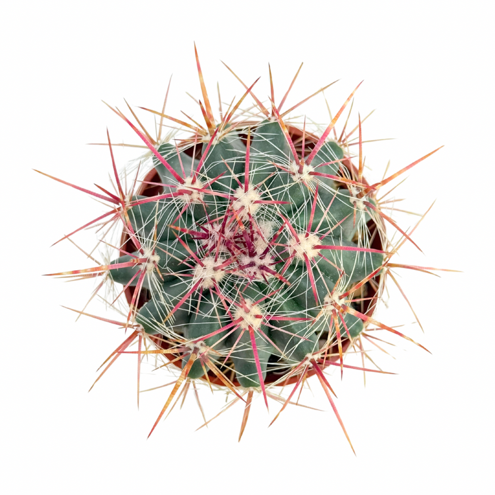Ferocactus pilosus