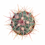 Ferocactus pilosus | Mexican Lime Cactus
