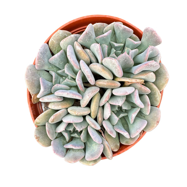 Echeveria Cubic Frost - Lazy Gardens