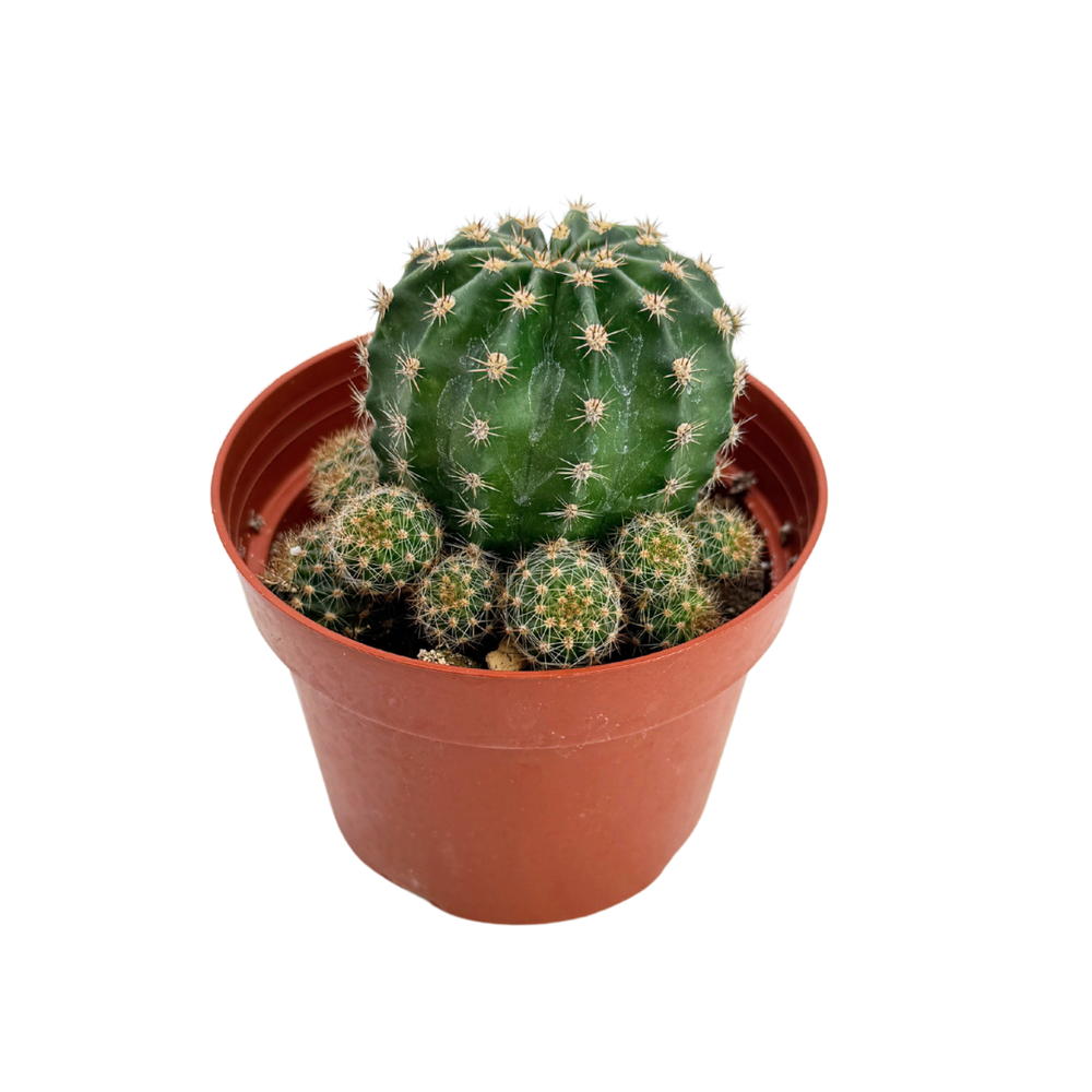Echinopsis oxygona